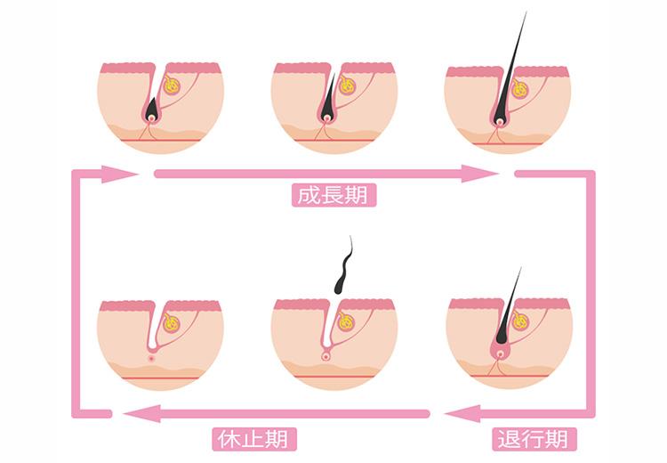 毛周期は3～6年。3年未満で抜けてしまうのは頭皮の状態に問題があります。