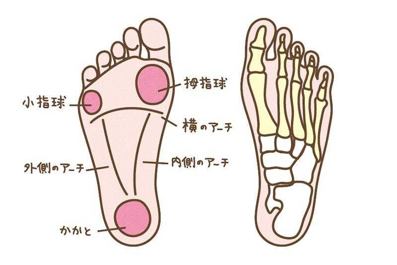 足裏のアーチと足指の骨