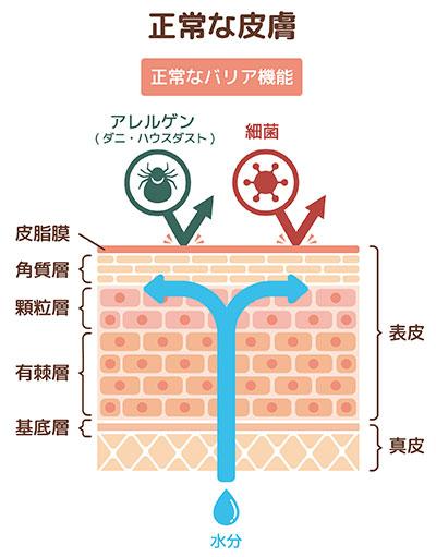 皮膚イラスト