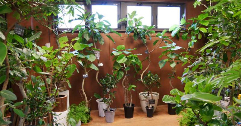 様々な品種の観葉植物が並ぶワールドガーデン店内