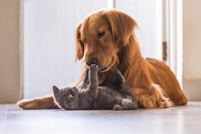 動物の殺処分をなくす支援プロジェクトへの寄附もできます。