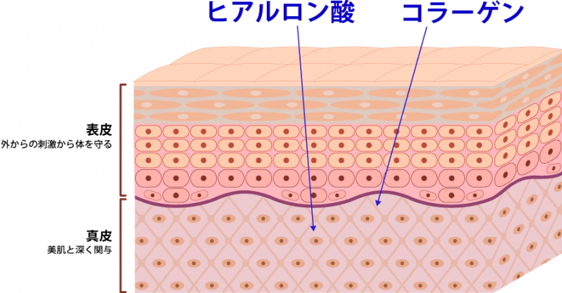 肌の構造