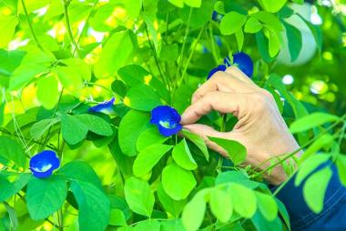 バタフライピーの花。