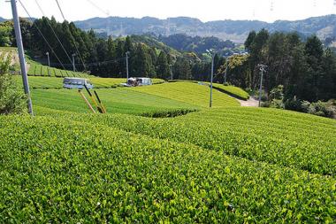 露地栽培　©東京都茶協同組合